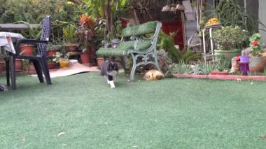 Beyaz bıyıklı siyah bir kedi yeşil çimlerde yavaşça yürüyor.