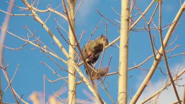 Busca Comida Ardilla Canadiense Trepa Los Árboles Otoño — Vídeo de stock