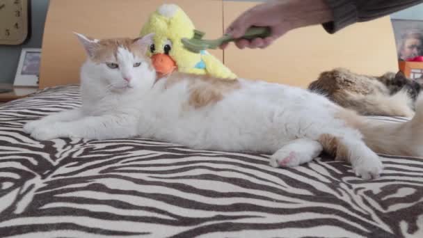 一个男人小心地梳理掉猫身上掉的毛 — 图库视频影像