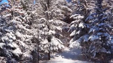 Yumuşak, beyaz kış, kış ormanında usulca uzanır ve uzun köknarı örterdi.