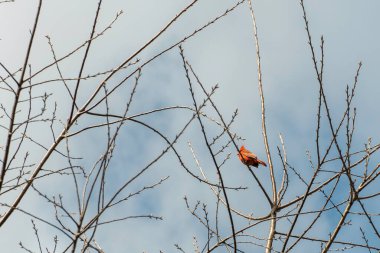 Kardinal bir kuş ağaçta oturur ve şarkısıyla dişiyi çağırır.
