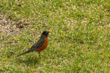 Amerikalı Robin yiyecek bulmak için çimlerin arasında koşar..