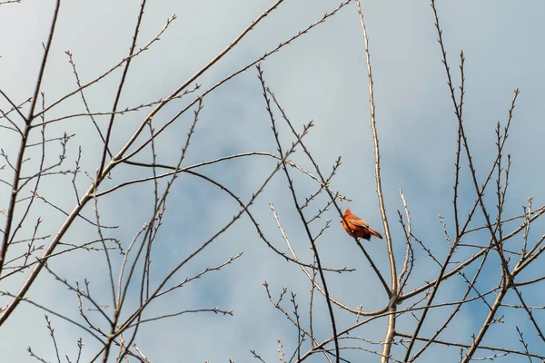 Cardinal Bird Sits Tree Calls Female Its Song — стоковое фото