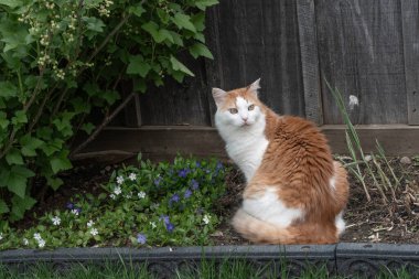 Beyaz benekli güzel kırmızı bir kedi bir bahçede, çiçeklerin arasında bir yatakta oturuyor.