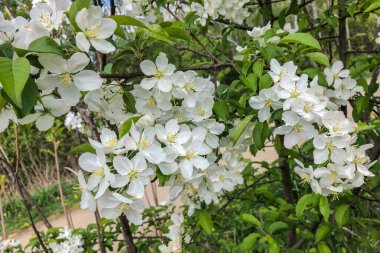 Şehrin göbeğindeki patikanın yakınında açan beyaz çiçeklerin baharı.