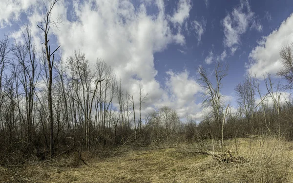 Časné Jaro Mýtina Suchou Trávou Divokém Lese Pod Modrou Oblohou — Stock fotografie