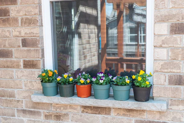 Pots Flowers Put Windowsill Warm May Day — Stock Photo, Image