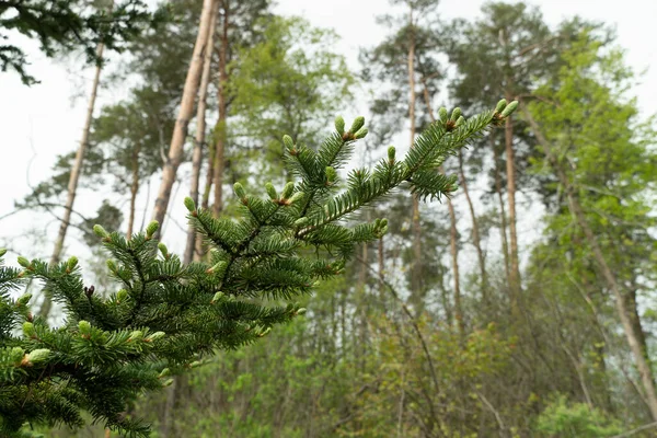 Drzewo Iglasty Las Ciepły Wiosna Pojawiłem Się Nowy Świerkowy Szyszka — Zdjęcie stockowe