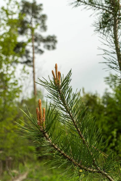 Tűlevelű Erdők Fáin Egy Meleg Tavasszal Fenyőtobozok Jelentek Meg — Stock Fotó