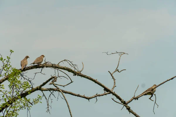 Les Pigeons Assoient Sur Une Branche Épineuse Par Une Chaude — Photo