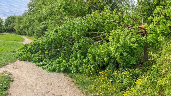 Egy Zöld Fiatal Leesett Egy Ösvényre Parkban Amit Egy Éjszakai — Stock Fotó