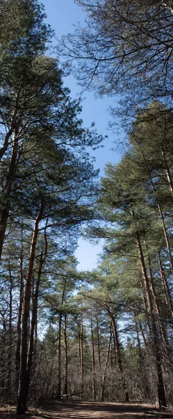 Mavi Bir Bahar Gökyüzüne Karşı Yüksek Çam Ağaçlarının Dikey Manzarası — Stok fotoğraf