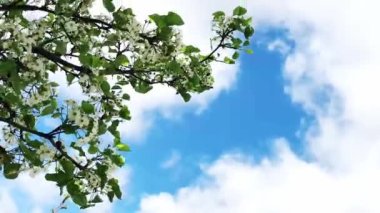 Beyaz bulutlu mavi bir gökyüzüne karşı çiçek açan bir dal.