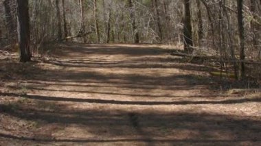 Bulutsuz mavi gökyüzüne karşı uzun yeşil çamlar.