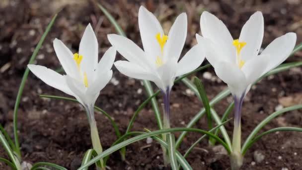 Tidigt Våren Blommade Vita Krokusar Säng Trädgården — Stockvideo