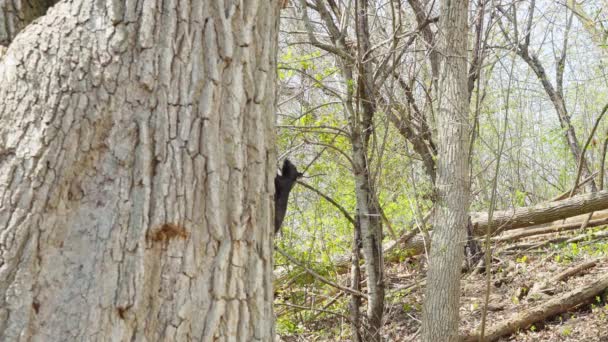 Kanadyjska Czarna Wiewiórka Dużym Dębowym Kufrze Nerwowo Trzęsie Ogonem — Wideo stockowe