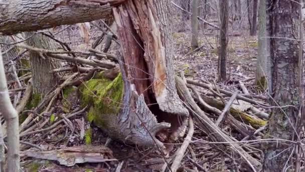 Ένα Μεγάλο Γέρικο Δέντρο Έσπασε Από Μια Καταιγίδα Στο Δάσος — Αρχείο Βίντεο