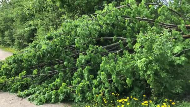 Zelený Mladý Strom Spadl Stezku Parku Prolomený Noční Bouří — Stock video