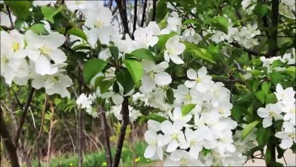 Şehir Parkının Yakınlarında Açan Beyaz Çiçeklerin Baharı — Stok video
