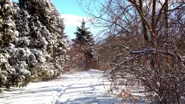 Пухнаста Біла Зима Яко Лежить Зимовому Лісі Покрита Високою Ялинкою — стокове відео