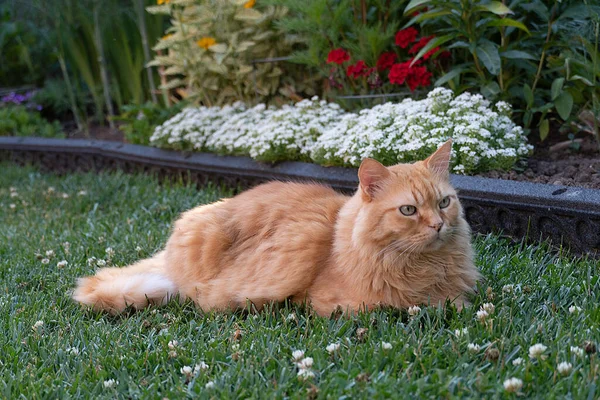 Beautiful Red Cat Lies Green Grass Carefully Watching Birds — Stok fotoğraf