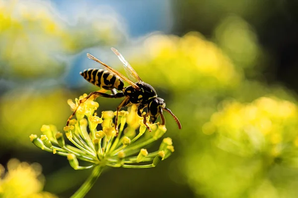 Wasp Gathering Nectar Dill Flower — Stockfoto