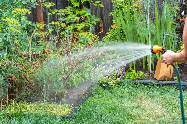 Watering Gooseberries Soft Water Hose Sprinkler — 스톡 사진