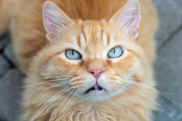 Mavi Gözlü Güzel Kırmızı Bir Kedinin Yakın Plan Portresi — Stok fotoğraf