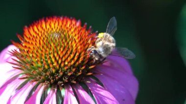 A small bee on a black background collects nectar from a red flower head with lilac petals