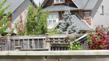 The raccoon walks along the dividing fence among the houses looking for a way out of the sleeping area