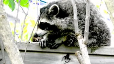 The raccoon is resting, lying on the fenceThe raccoon walks along the dividing fence among the houses looking for a way out of the sleeping area