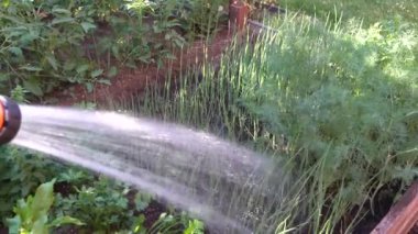 Watering the garden  from a soft water hose with a sprinkler