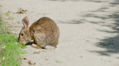 A little hare sits on a path and eats a leaf he likes