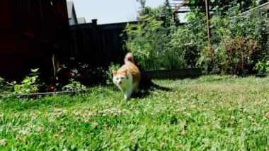 The cat slowly walks on the grass to the call of the photographer