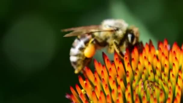 Bumblebee Chases Sassy Bee Flower Has Occupied — Stok Video