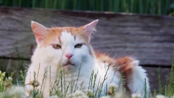 Cat Lies Grass Ambush Sometimes Opens Its Eyes Carefully Looks — ストック動画