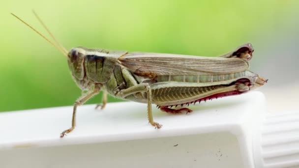 Grasshopper Jumped Sat White Plastic Bottle — Stockvideo