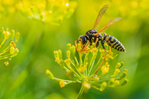 Heavy Wasp Difficulty Holding Staggering Dill Flowers Drinks Nectar Them — Φωτογραφία Αρχείου