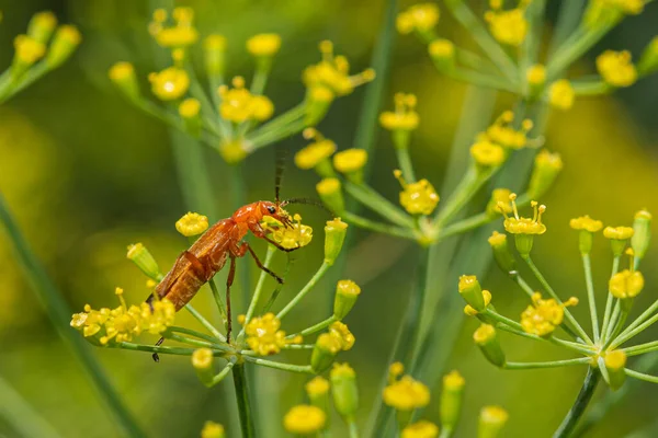 Small Brown Beetle Found Food Itself Dill Flower Grabbed Its — Stockfoto