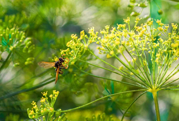 Heavy Wasp Difficulty Holding Staggering Dill Flowers Drinks Nectar Them — Stockfoto