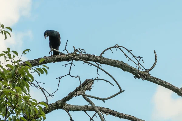 Small Black Bird Dry Tree Branch Closely Watching Ants Scurrying — Stockfoto