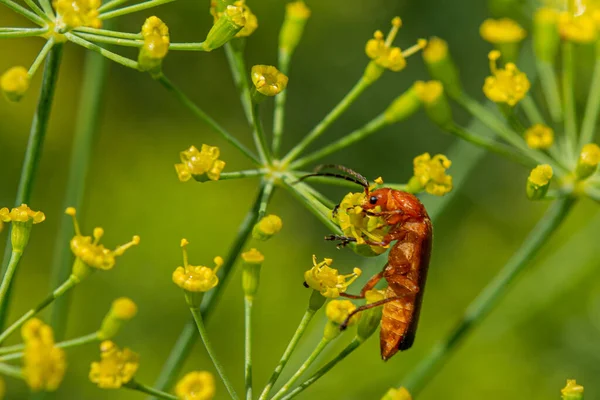 Small Brown Beetle Found Food Itself Dill Flower Grabbed Its — Stockfoto