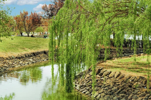 Vattenkanalen Stadsparken Bland Weeping Willows Återspeglas Vatten — Stockfoto