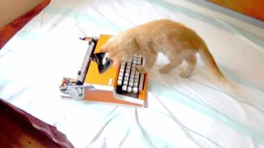 The kitten was given a typewriter for his birthday and he plays with it all day