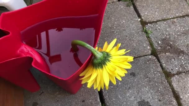 Yellow Gerbera Flower Drinks Water Red Watering Can — Stockvideo