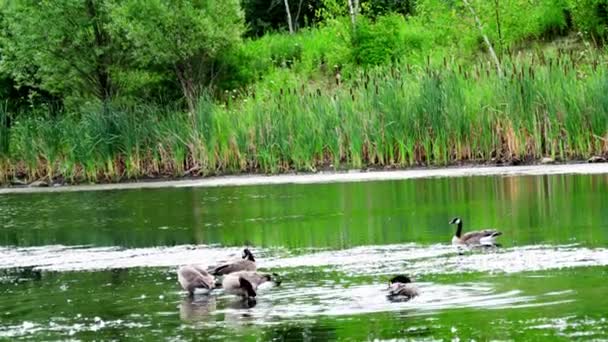 Small Pond Occupied Canadian Geese End Summer — Stockvideo