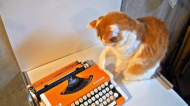 The kitten was given a typewriter for his birthday and he plays with it all day