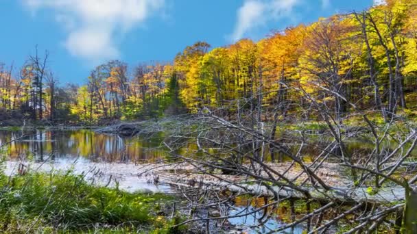 Καναδικό Φθινόπωρο Έχει Ζωγραφίσει Δάσος Κοντά Στη Λίμνη Κάστορα Τελευταία — Αρχείο Βίντεο