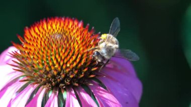 Bee collects nectar from the head of a red flower