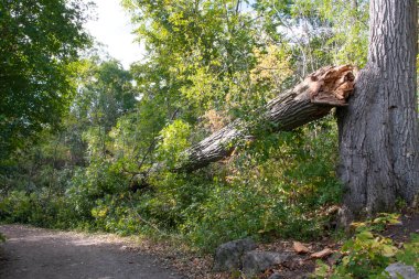 Yarım asırlık bir meşe bir gece fırtınası tarafından kırıldı.